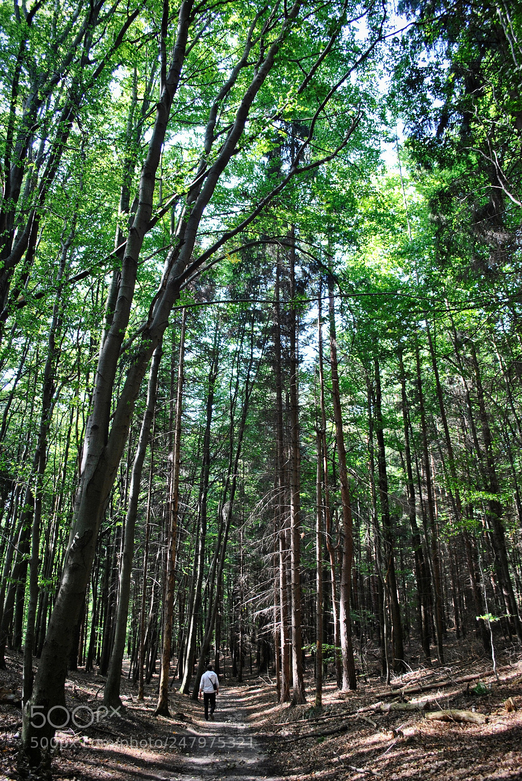 Nikon D3000 sample photo. Woods photography