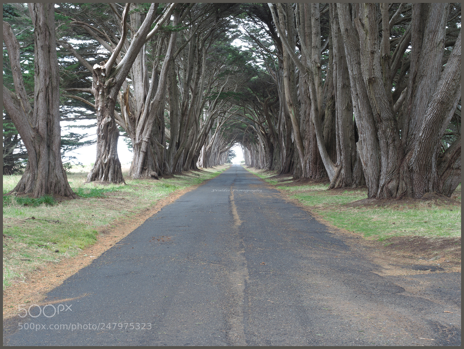 Olympus OM-D E-M1 Mark II sample photo. Cypress tree tunnel photography