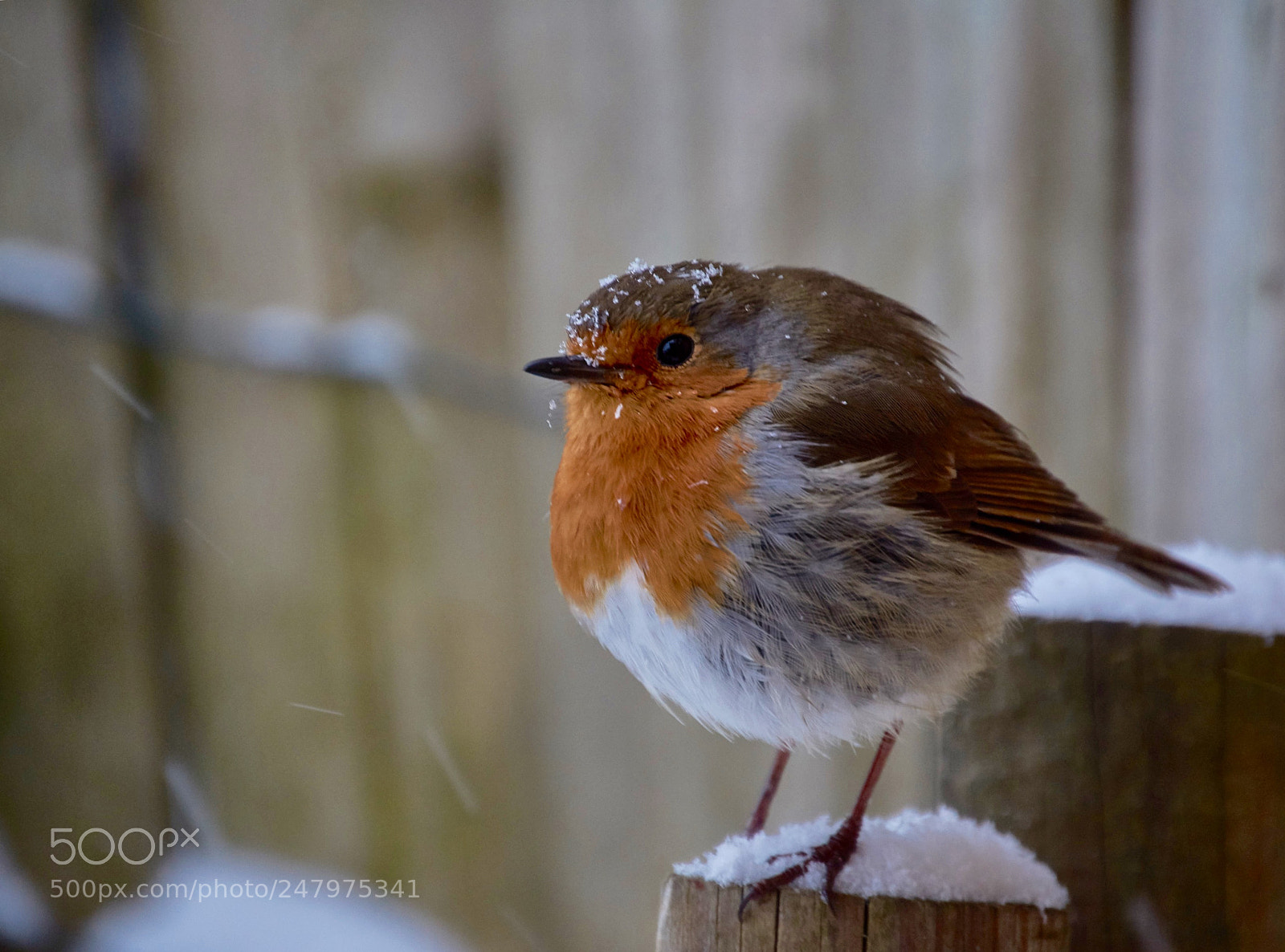 Nikon D7200 sample photo. Robin photography