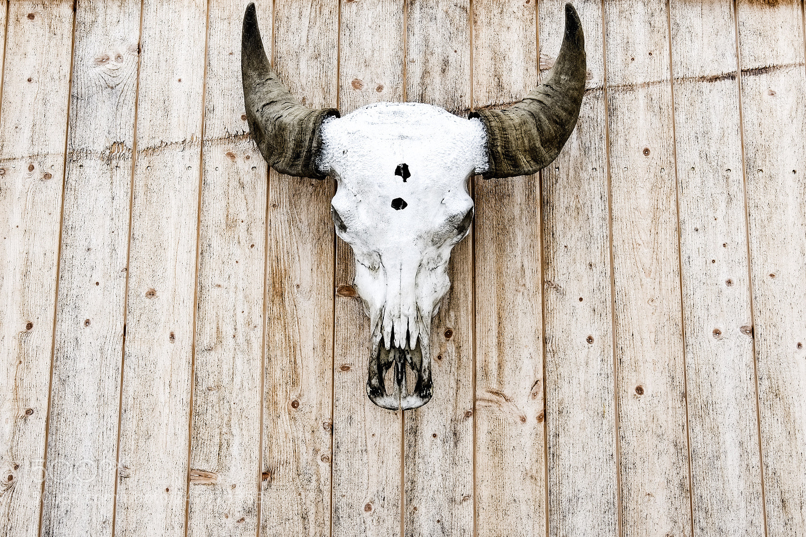 Fujifilm X-Pro1 sample photo. Skull photography