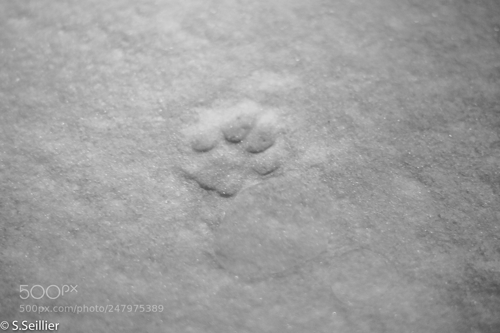 Canon EOS 700D (EOS Rebel T5i / EOS Kiss X7i) sample photo. Cat footprint in the photography