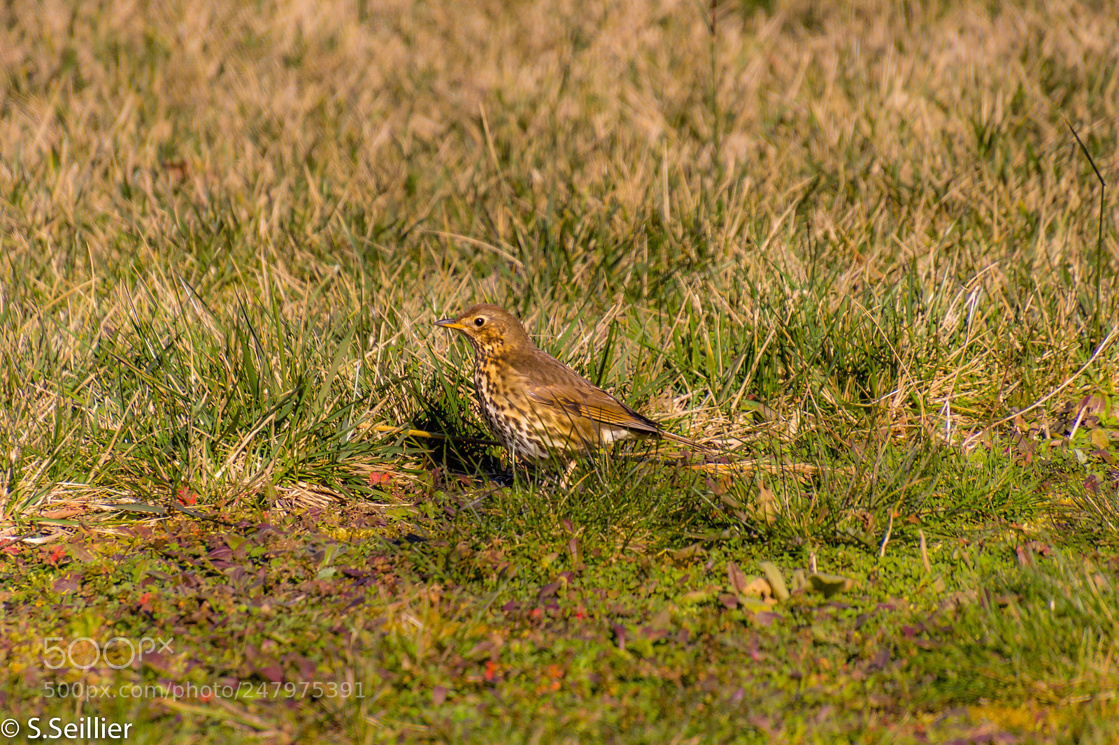 Canon EOS 700D (EOS Rebel T5i / EOS Kiss X7i) sample photo. Bird photography