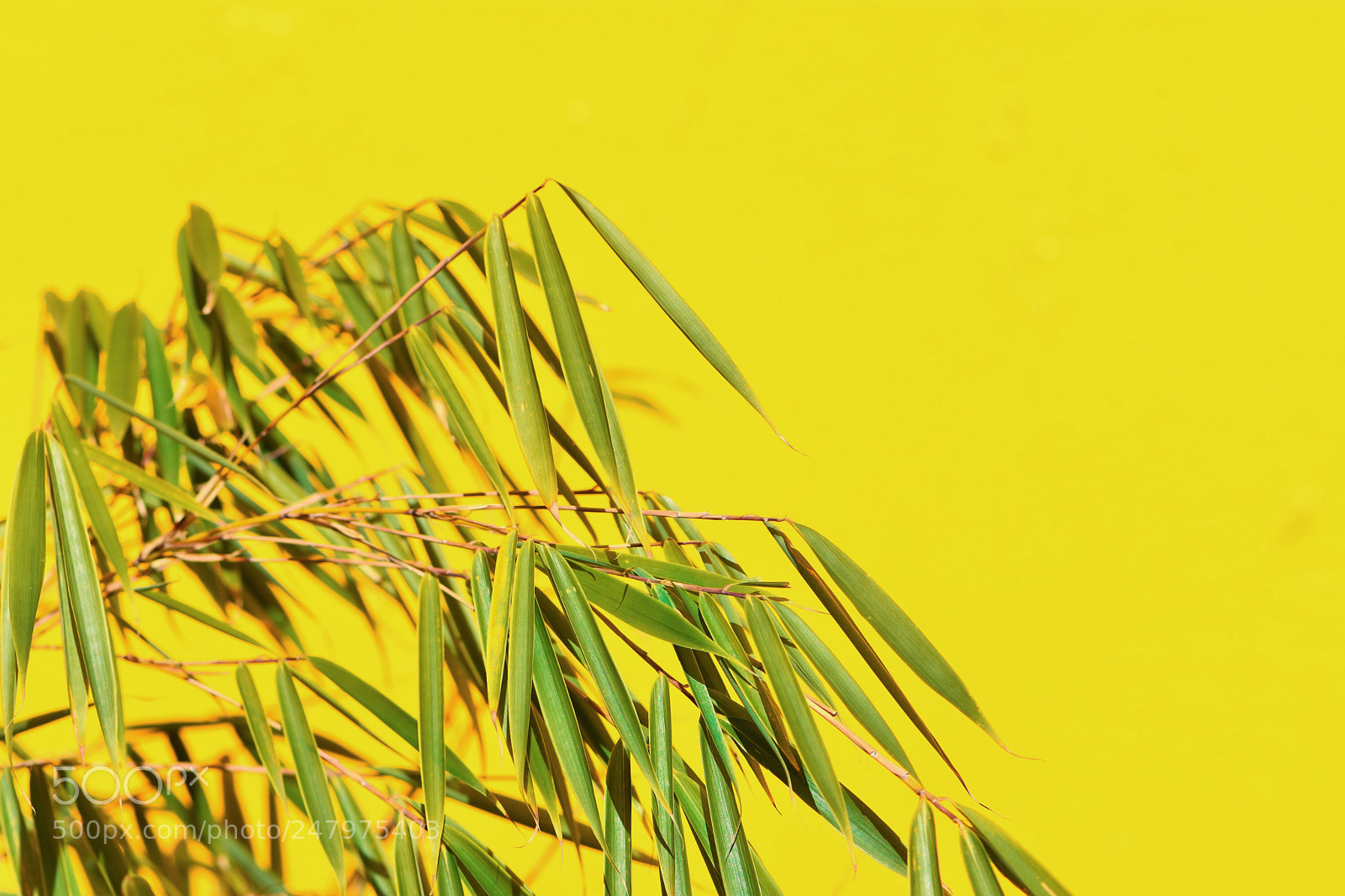 Nikon D7200 sample photo. Lemon-lime. photography