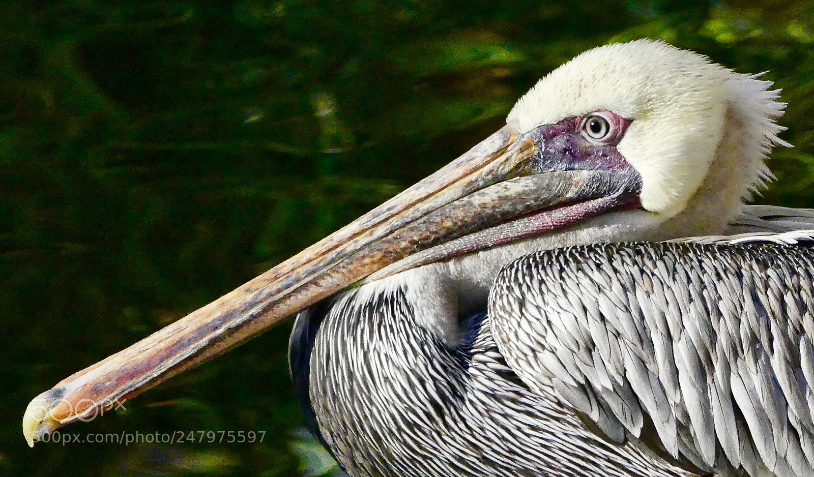 Panasonic Lumix DMC-FZ300 sample photo. Pelican photography