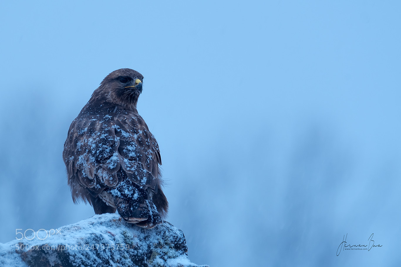 Nikon D500 sample photo. Common buzzard photography
