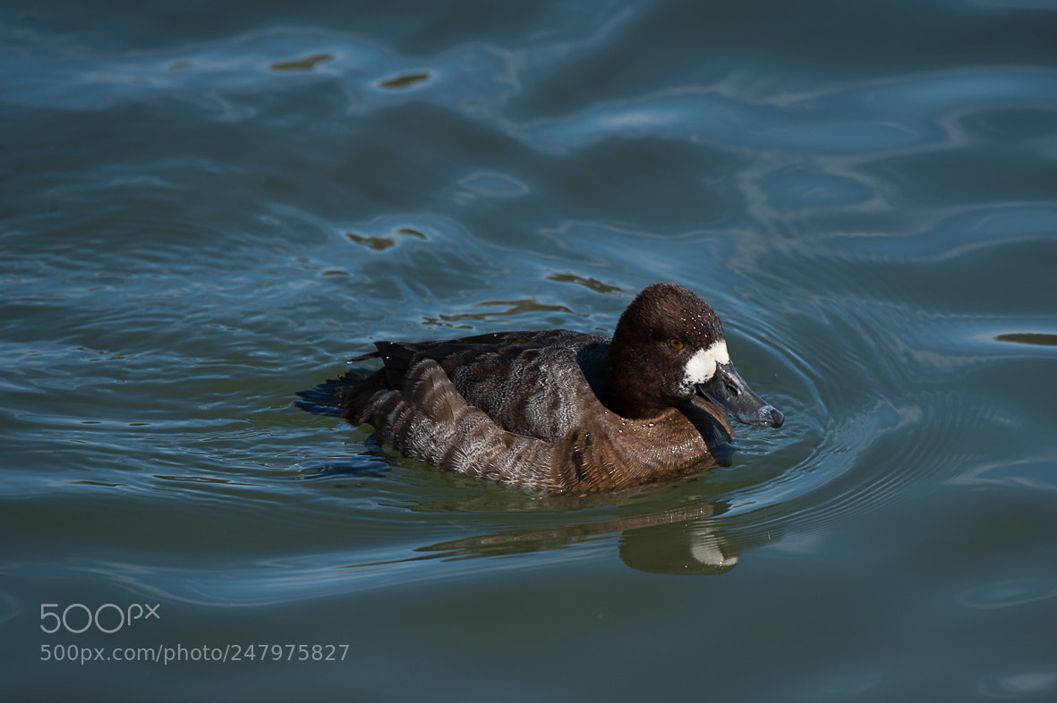 Nikon D700 sample photo. Scaup photography
