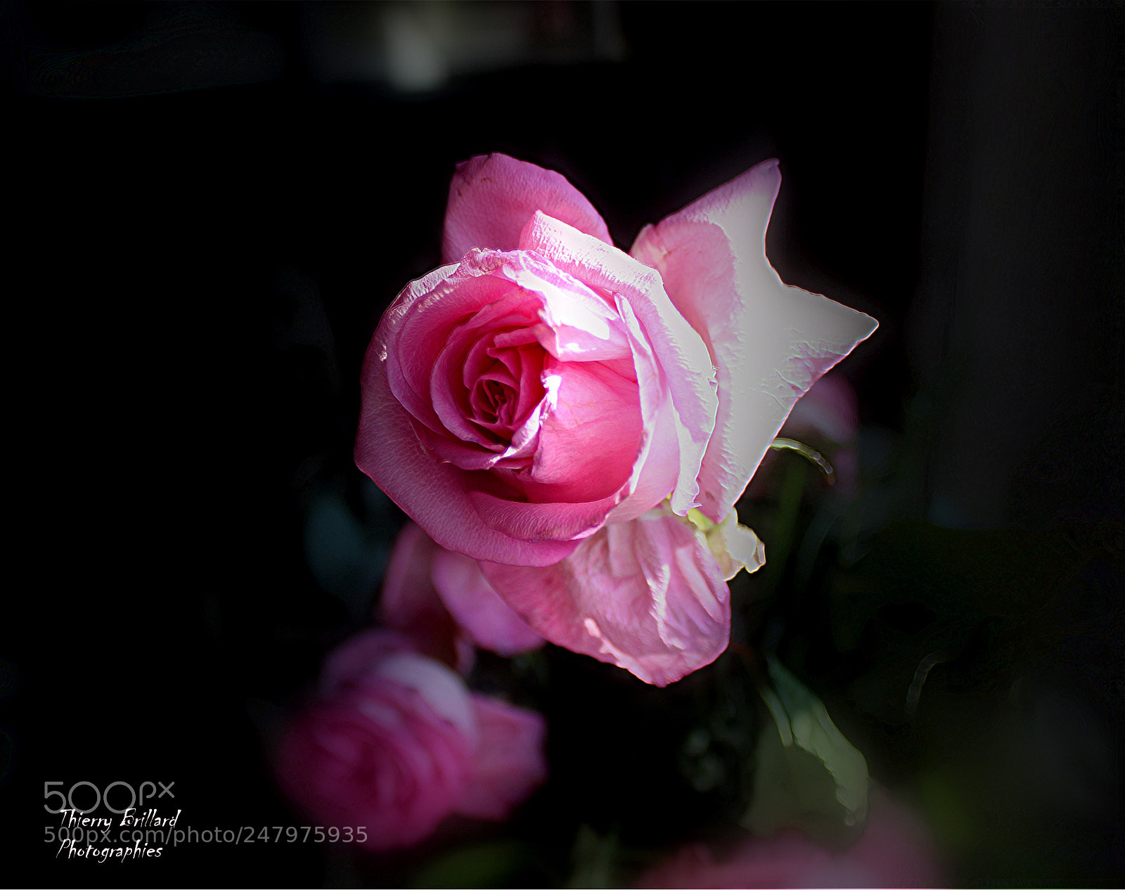 Canon EOS 600D (Rebel EOS T3i / EOS Kiss X5) sample photo. The queen of flowers photography