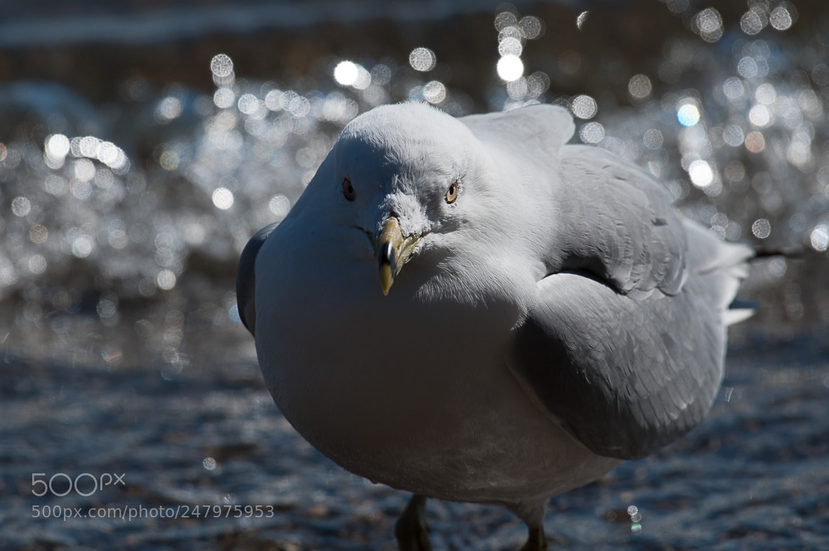 Nikon D700 sample photo. Gull photography