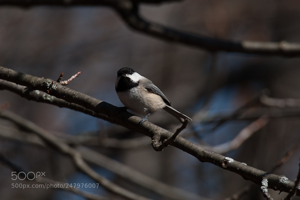 Nikon D700 sample photo. Chickedee photography
