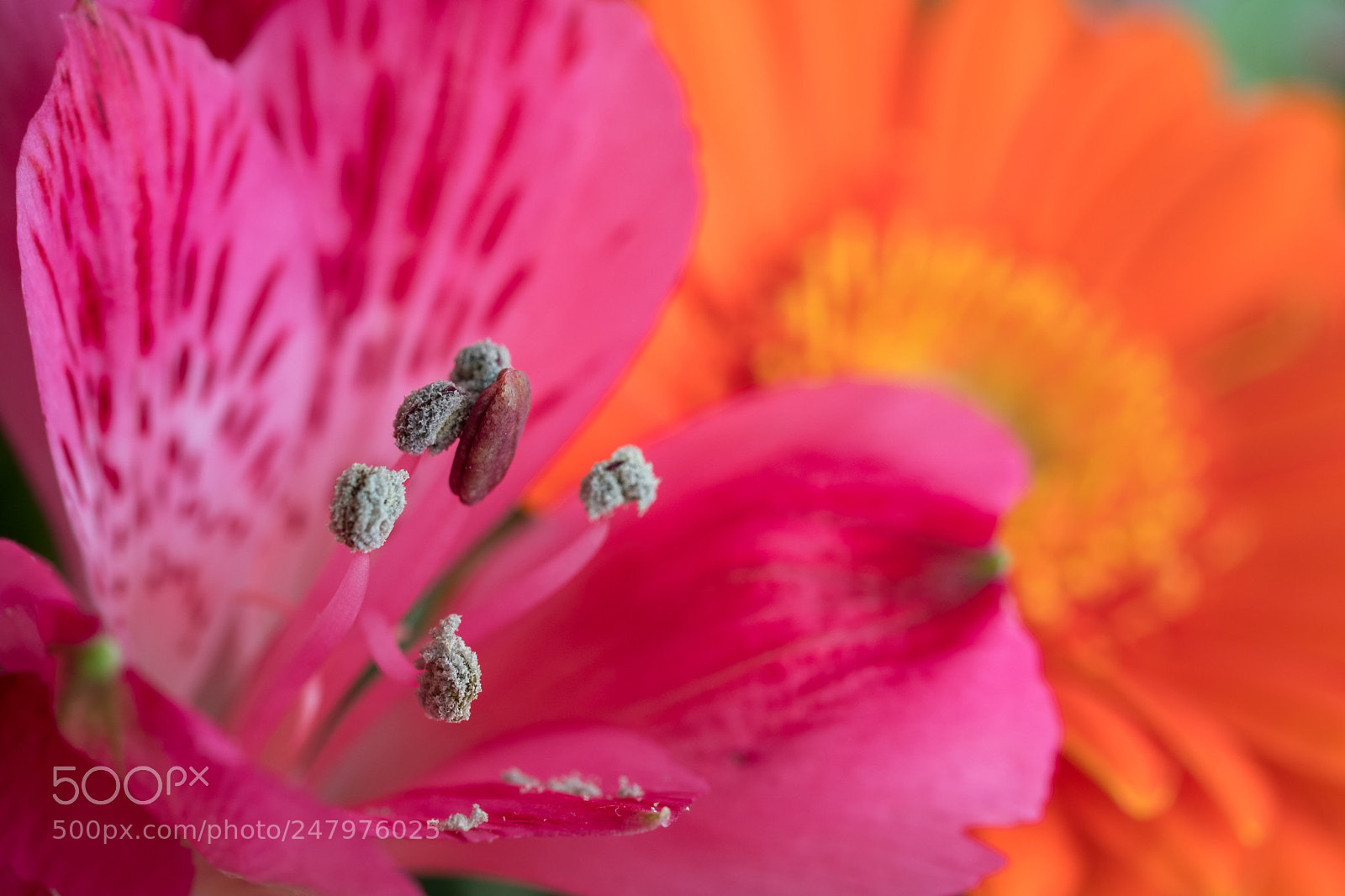 Fujifilm X-T2 sample photo. Blüten photography
