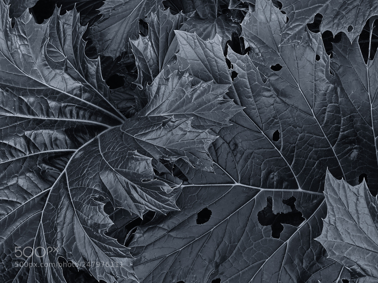 Nikon Coolpix P530 sample photo. Dark greenery photography
