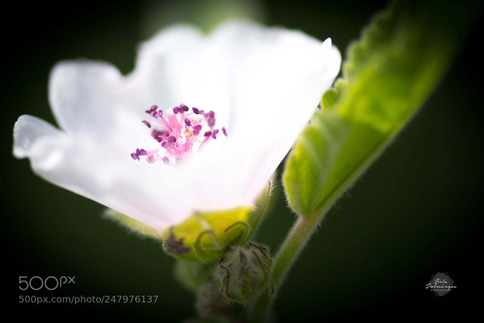 Nikon D810 sample photo. Light funnel photography