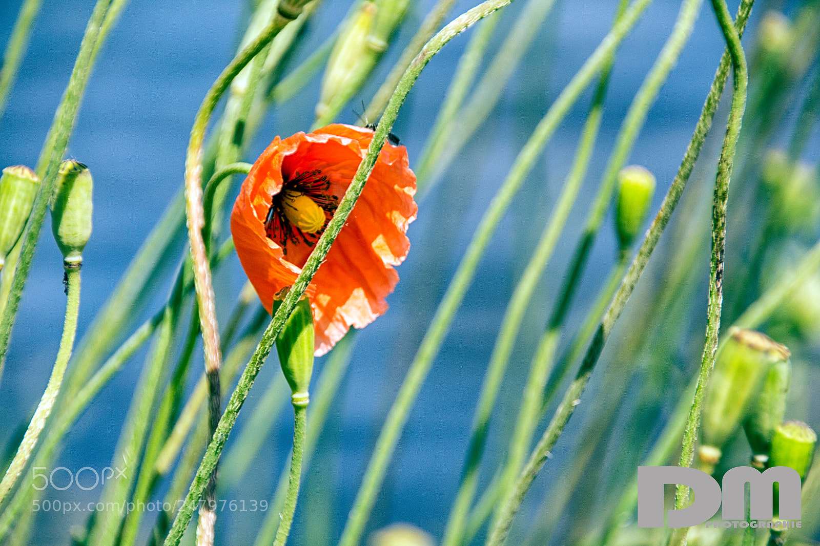 Canon EOS 700D (EOS Rebel T5i / EOS Kiss X7i) sample photo. At the dahme in photography