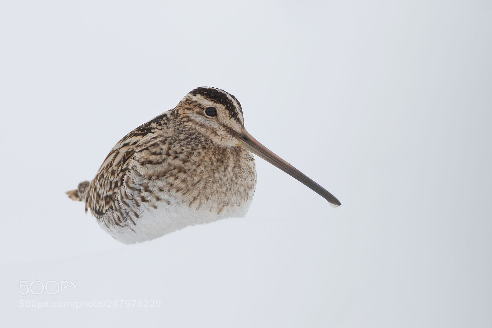 Canon EOS 7D Mark II sample photo. Snipe photography