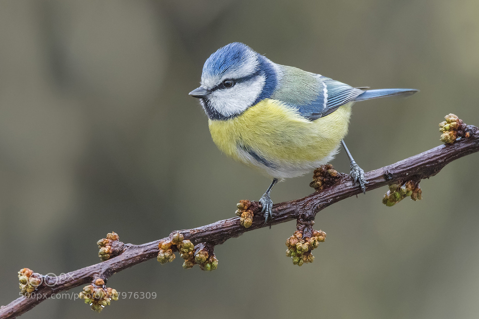 Canon EOS 7D Mark II sample photo. ..eurasian blue tit.. photography