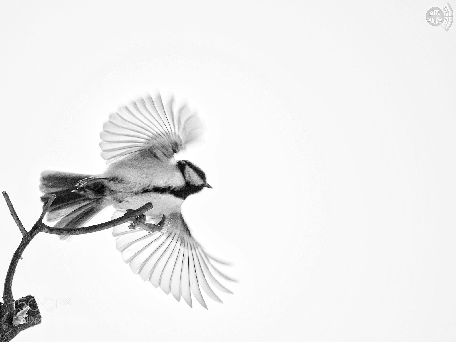 Nikon D5200 sample photo. Tit up photography