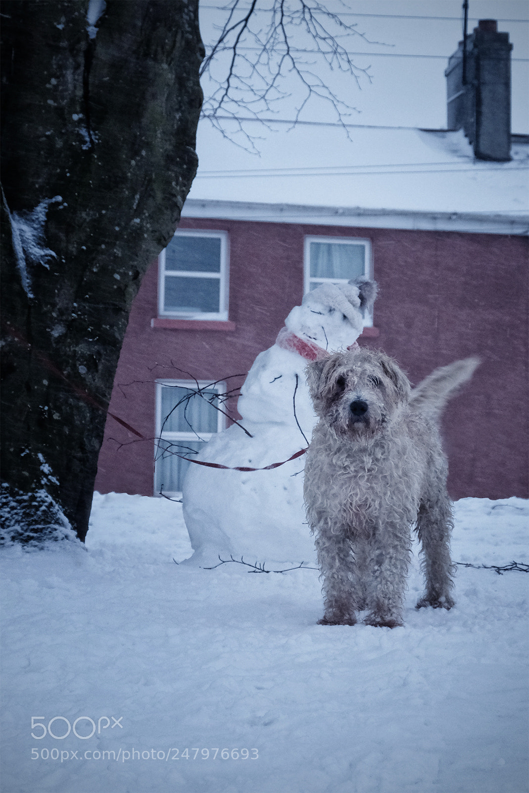 Fujifilm X-T2 sample photo. Murphy's snowman photography