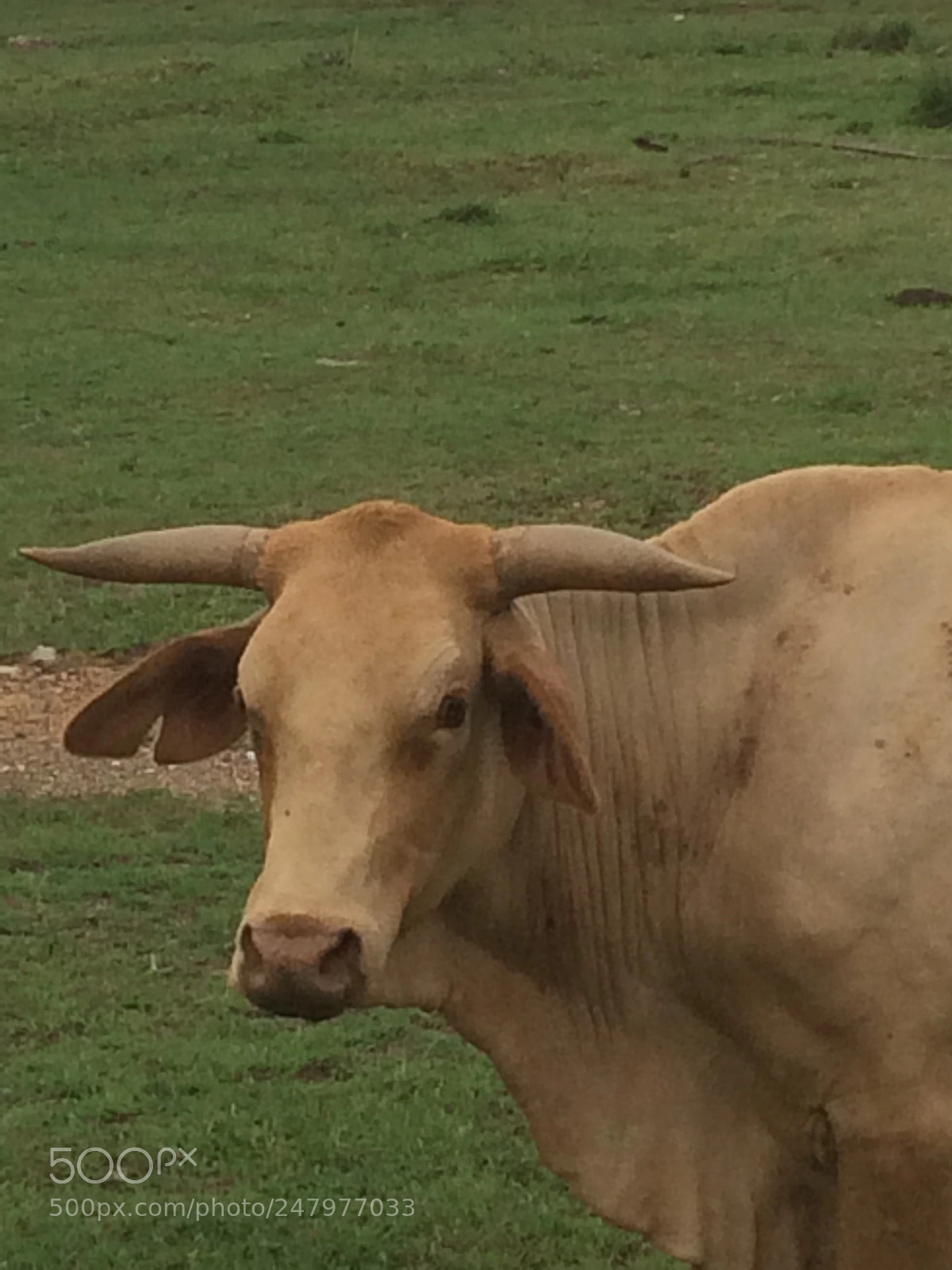 Apple iPhone 5s sample photo. Bulls head photography
