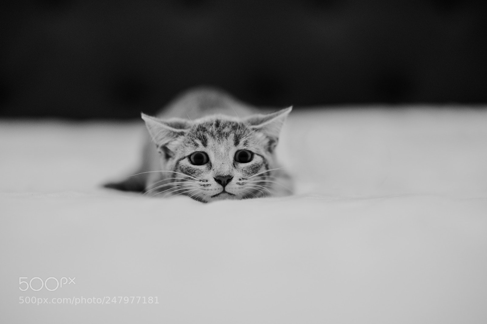 Sony a7R II sample photo. Hunt in noir photography