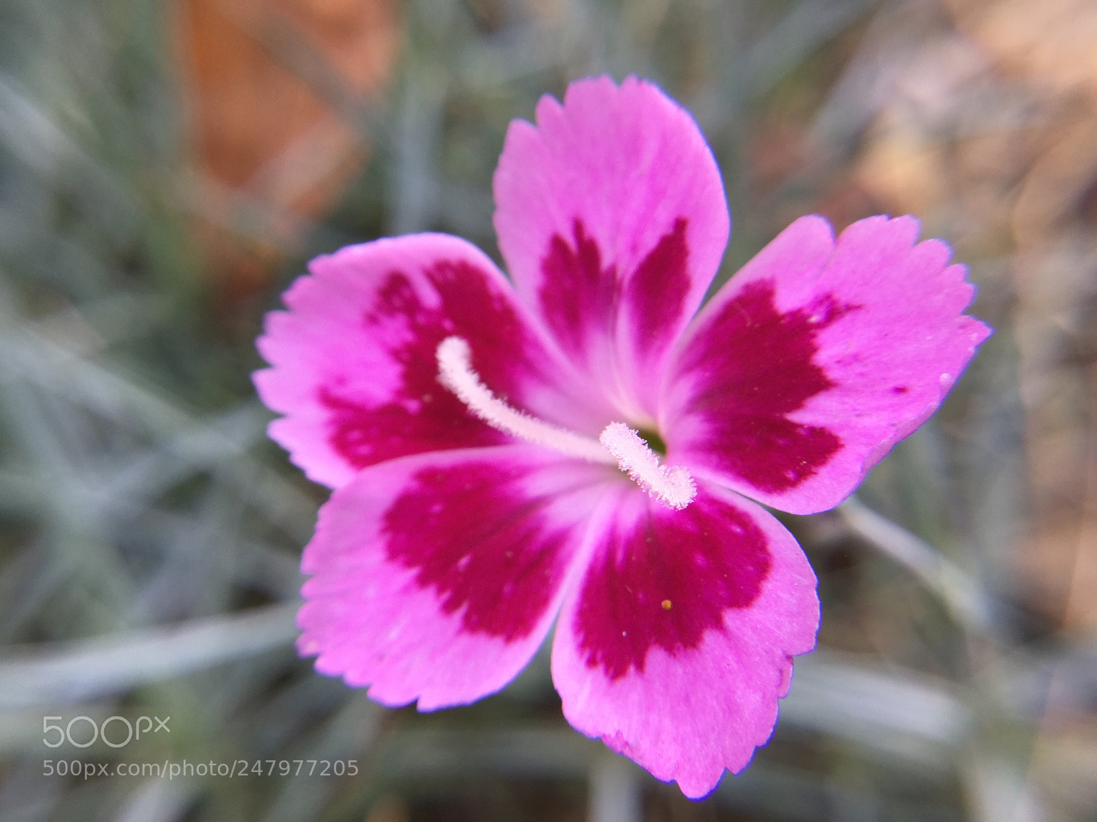 Apple iPad Air 2 sample photo. Dianthus at full bloom photography