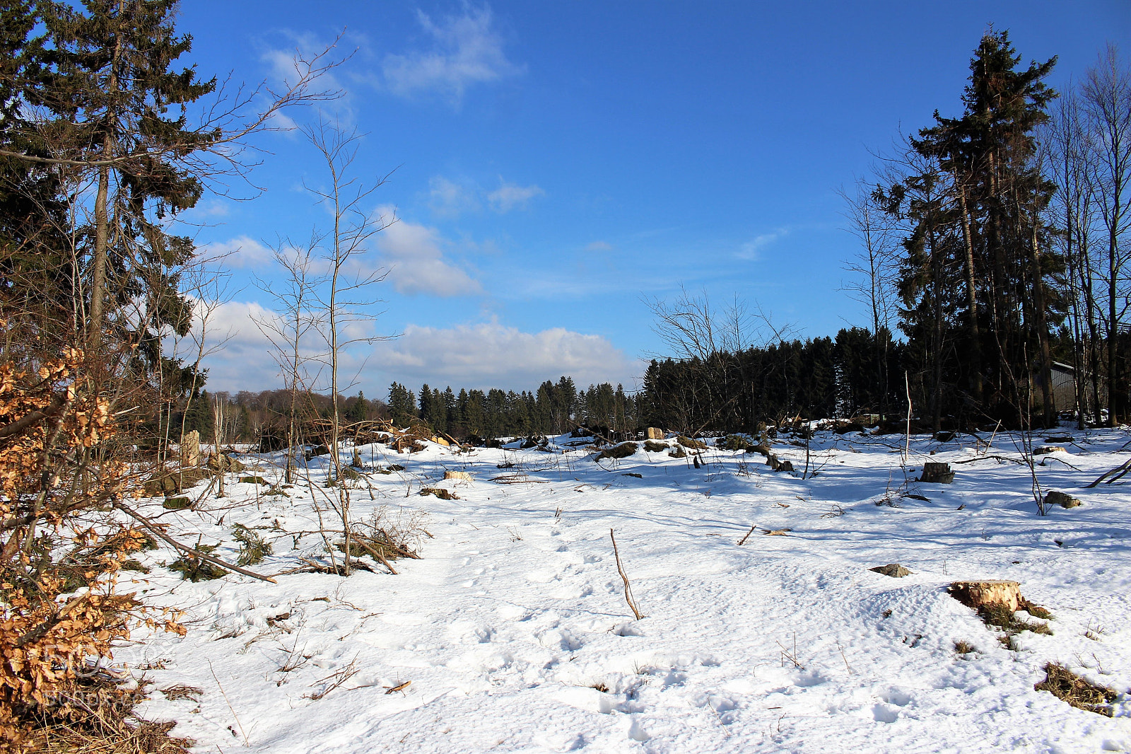 Canon EOS 700D (EOS Rebel T5i / EOS Kiss X7i) sample photo. Winter photography