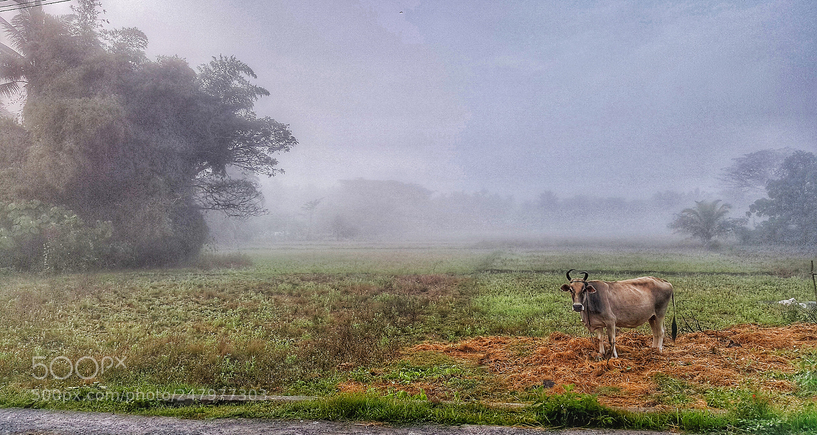 Samsung Galaxy Note5 sample photo. Untitled photography