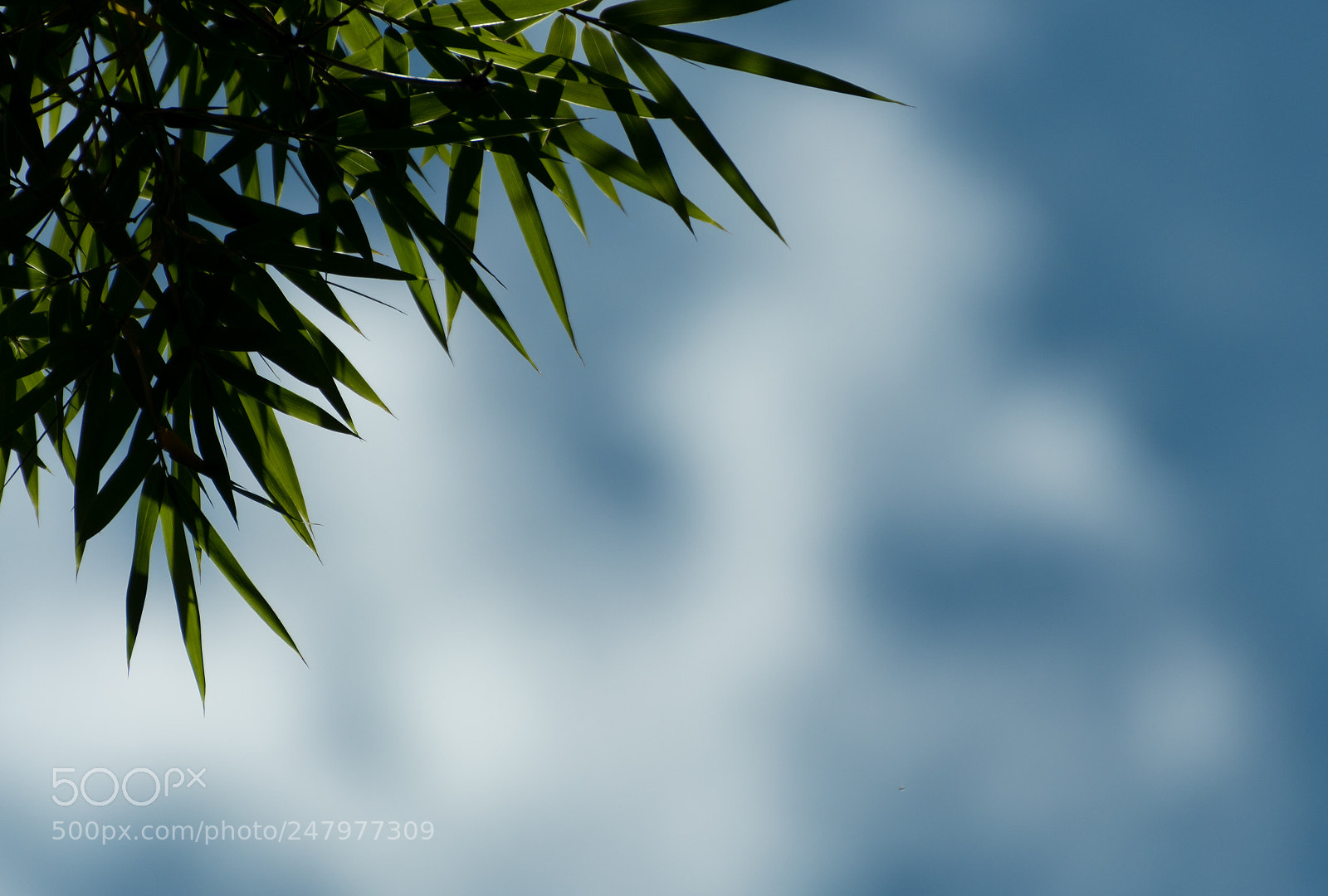 Nikon D7500 sample photo. Green, blue and white photography