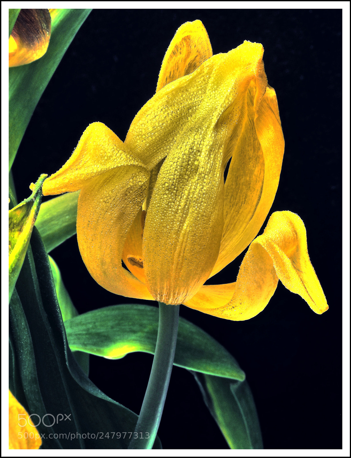 Olympus OM-D E-M1 Mark II sample photo. Am verwelken photography