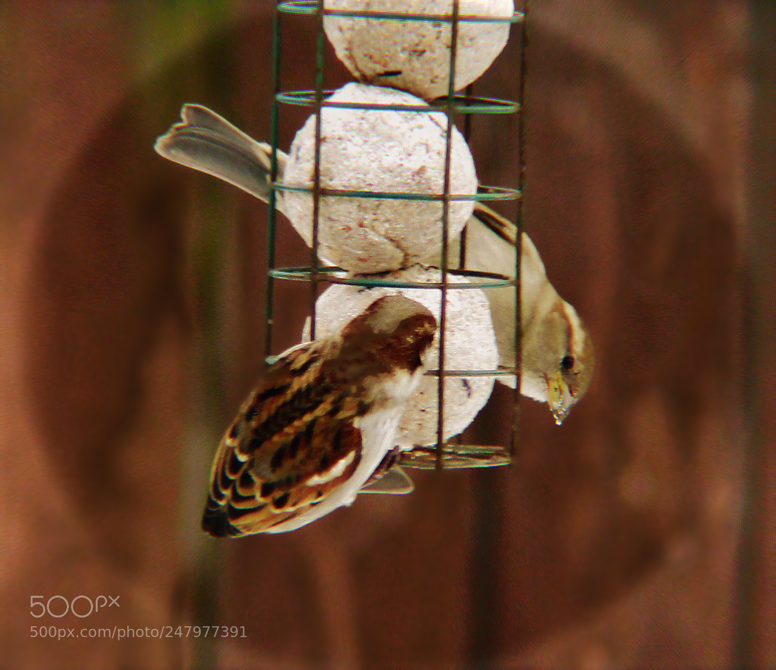 Canon EOS 700D (EOS Rebel T5i / EOS Kiss X7i) sample photo. Sparrows photography