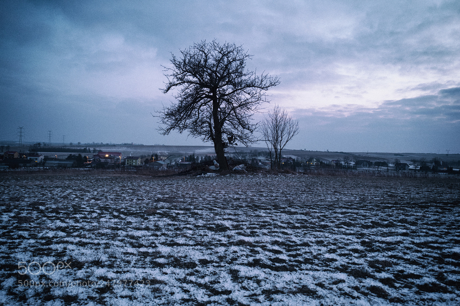 Leica Q (Typ 116) sample photo. Snowtree photography