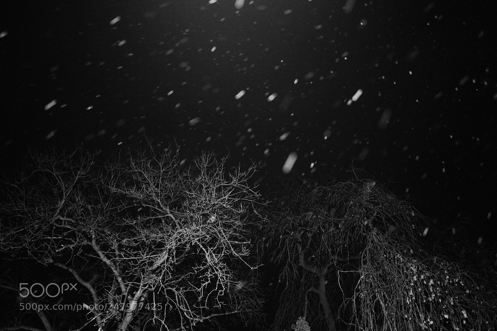 Leica Q (Typ 116) sample photo. Nightree photography