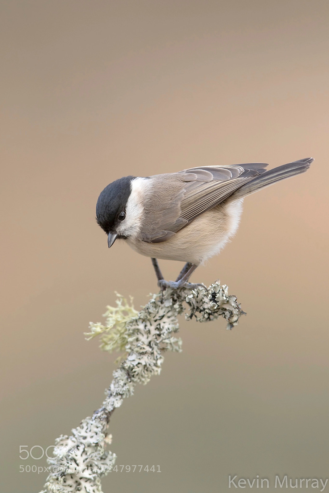 Canon EOS 7D Mark II sample photo. Marsh tit photography