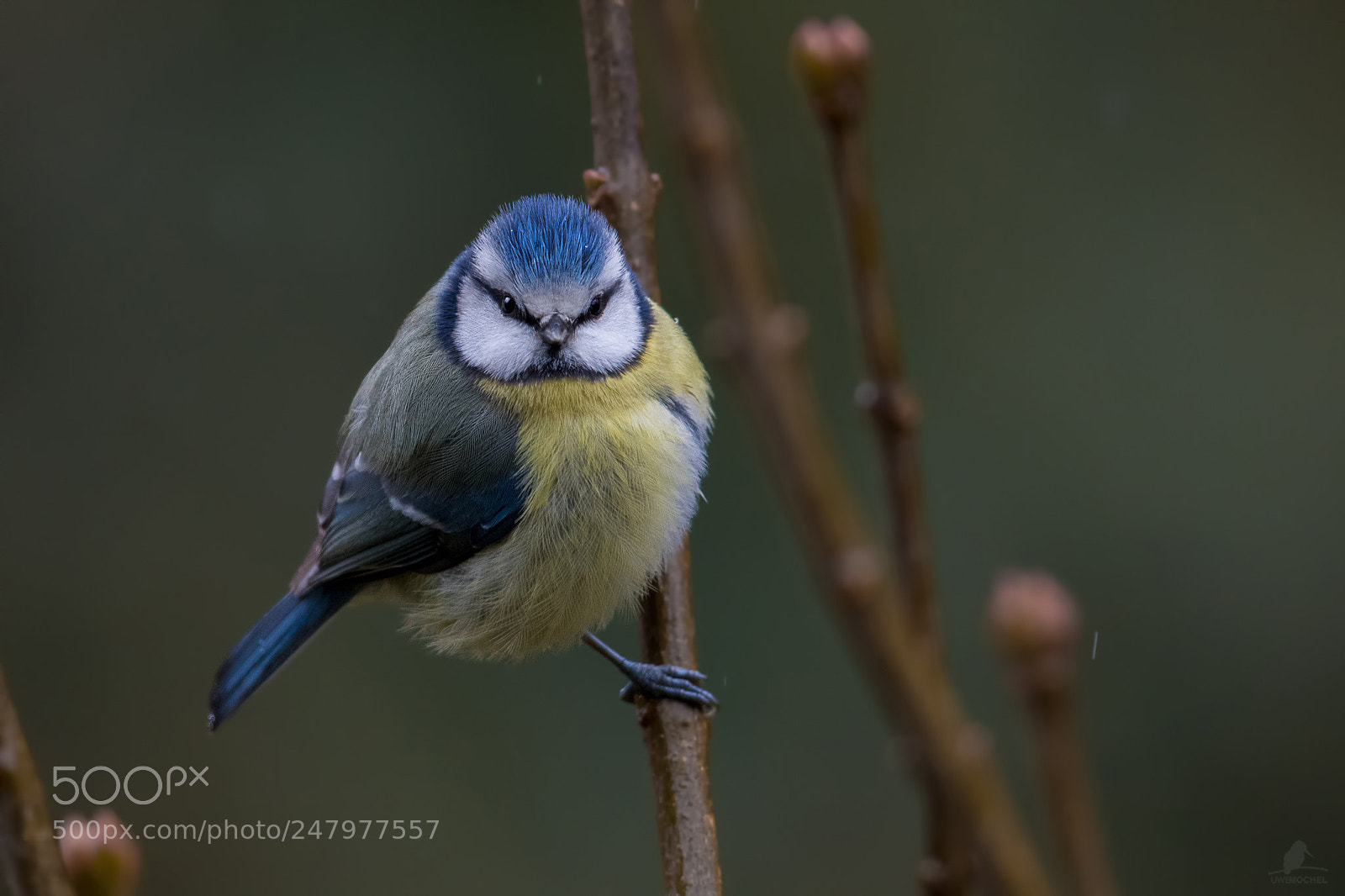 Canon EOS-1D X Mark II sample photo. Blaumeise (cyanistes caeruleus)-bluetit photography
