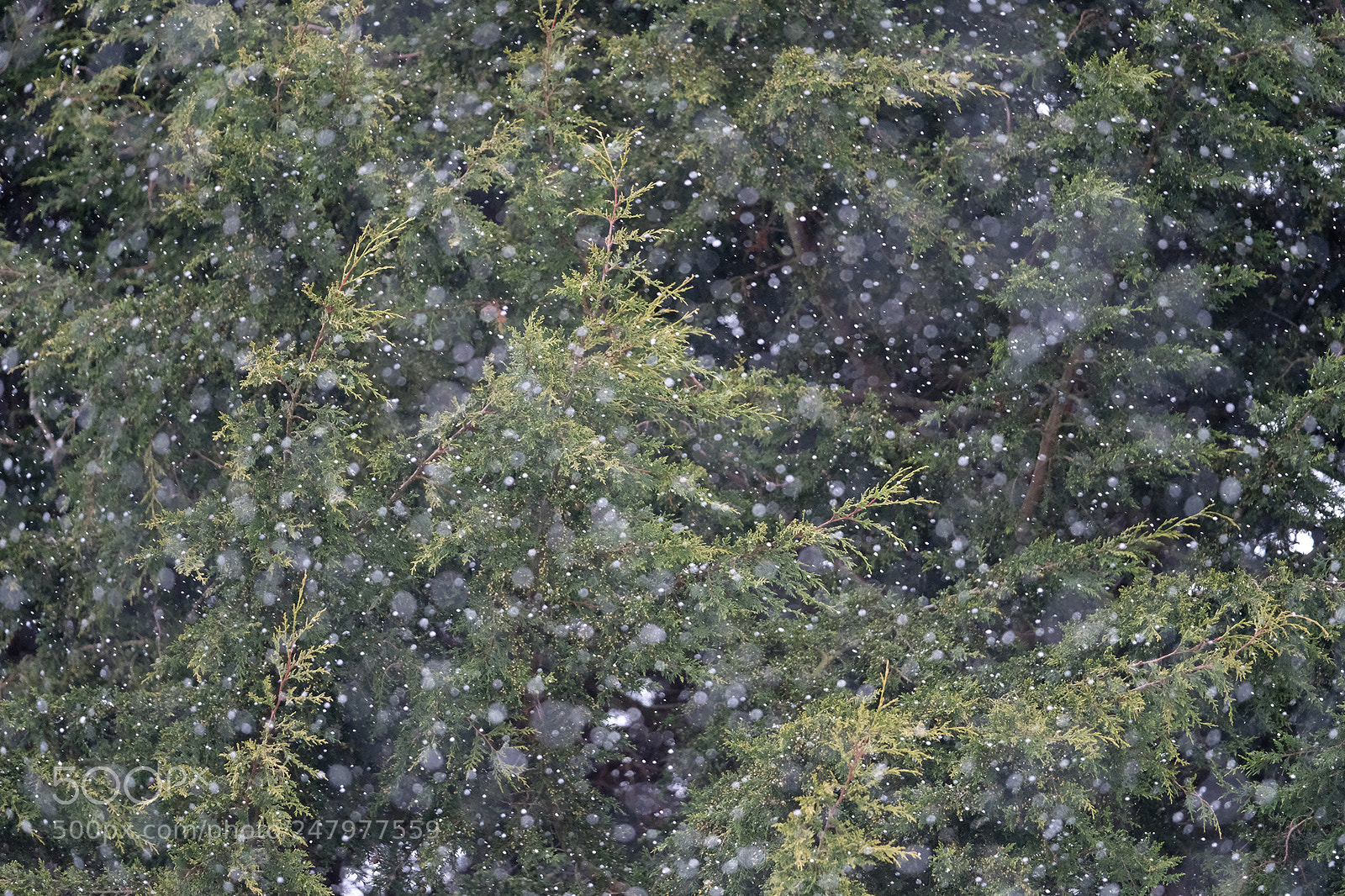 Fujifilm X-T2 sample photo. Snoooooow photography