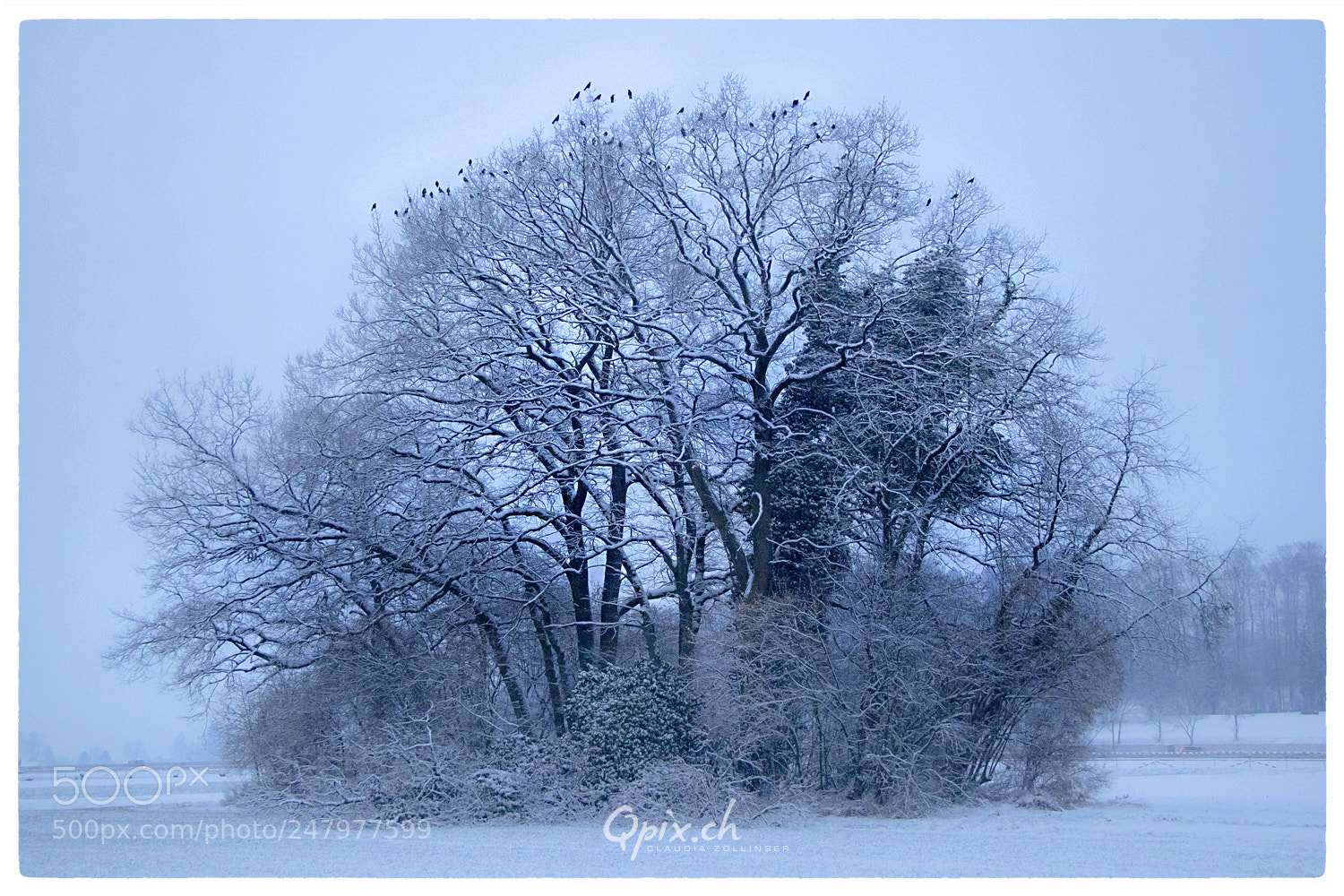 Canon EOS 80D sample photo. Frostiger kleiner krähenwald :) photography