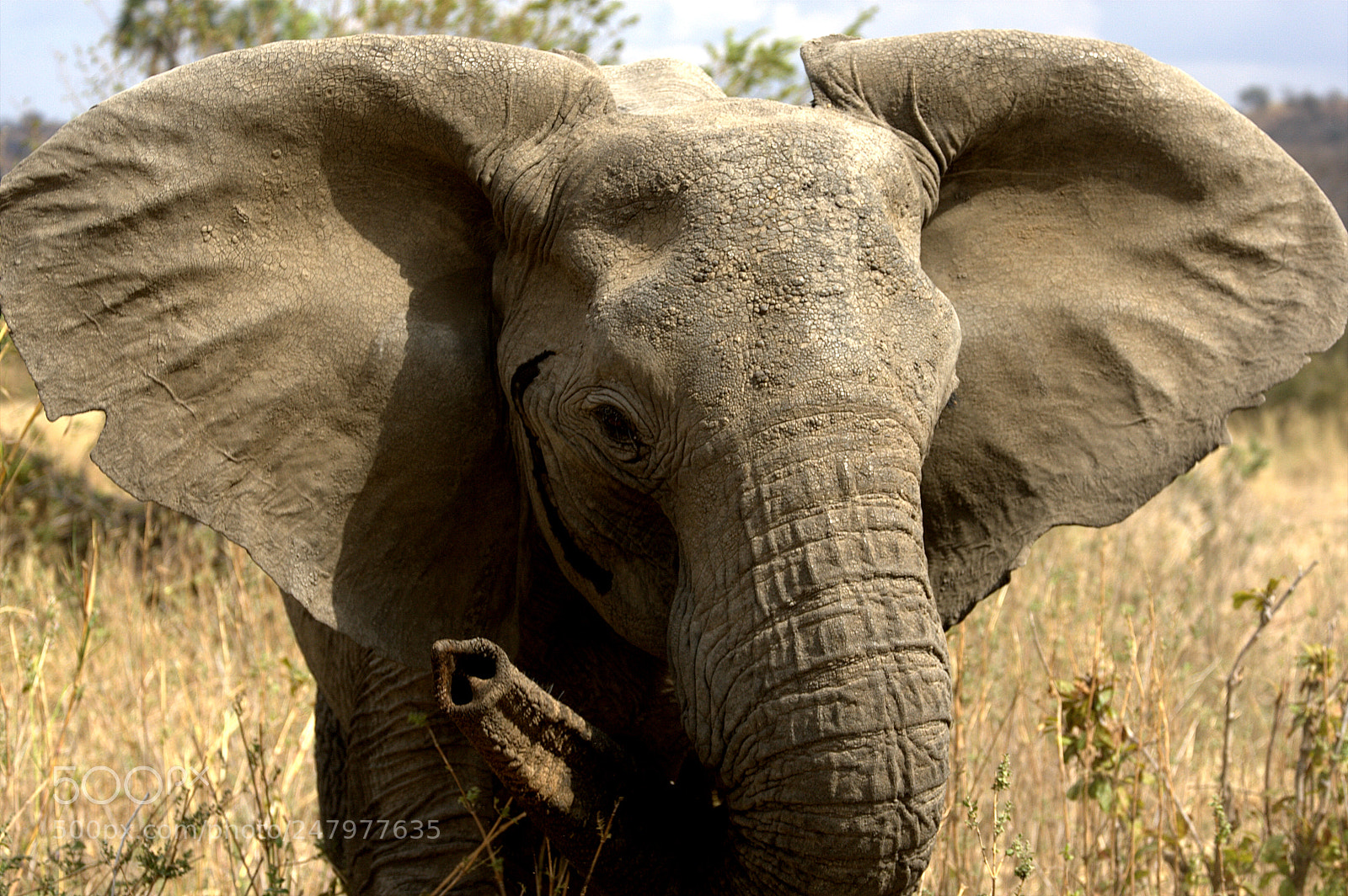 Canon EOS-1D Mark III sample photo. Elephant power photography