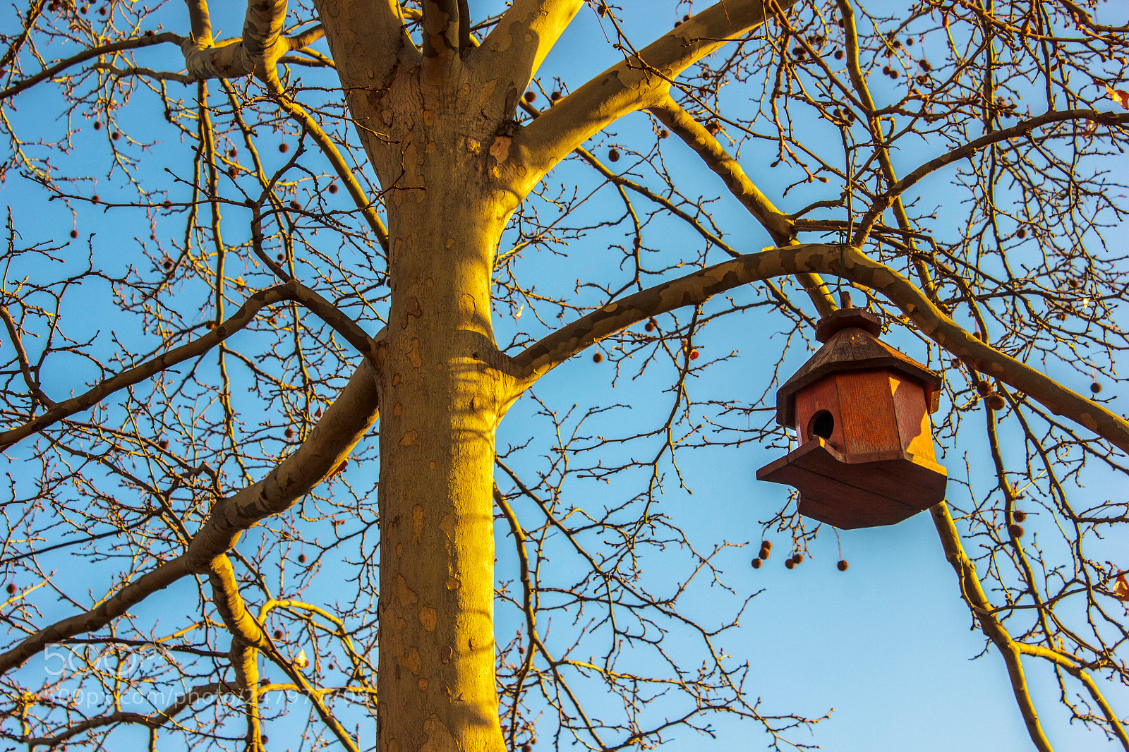 Canon EOS 550D (EOS Rebel T2i / EOS Kiss X4) sample photo. Bird house photography