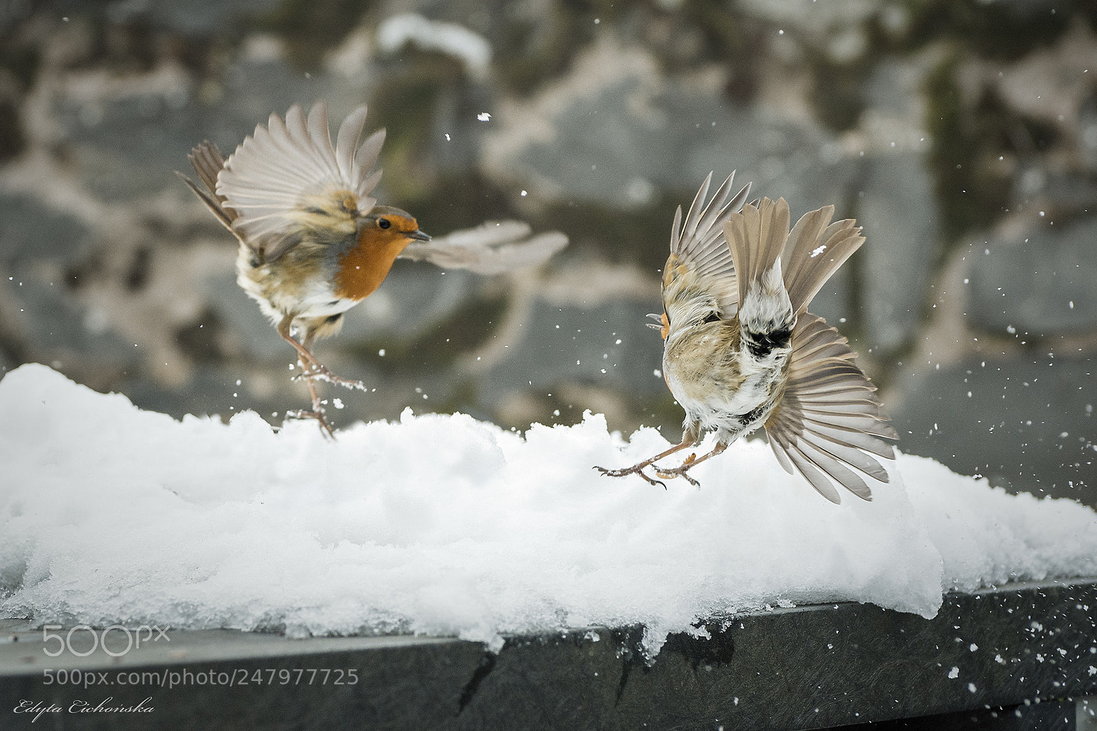Nikon D7100 sample photo. Winter photography