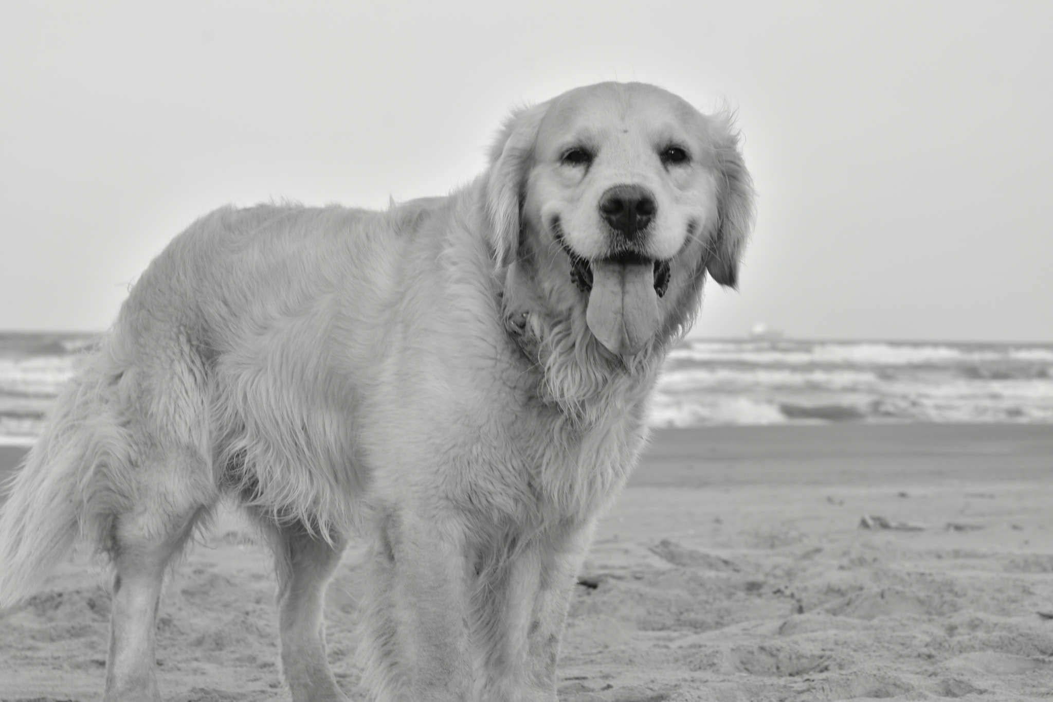 Nikon AF-S Micro-Nikkor 60mm F2.8G ED sample photo. Willy at the beach photography