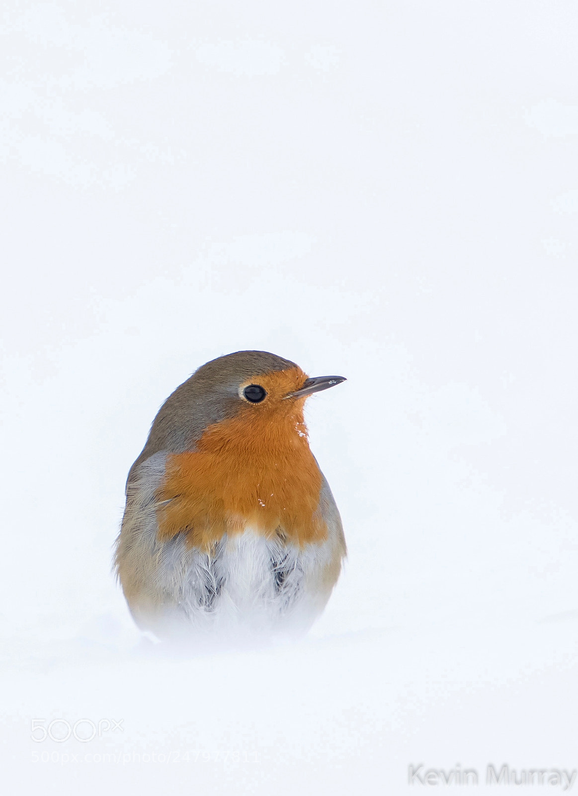 Canon EOS 7D Mark II sample photo. Robin in snow photography