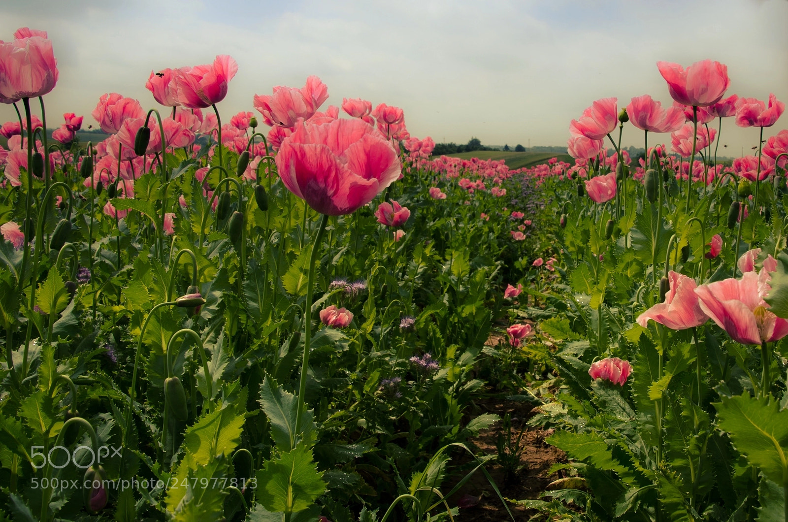 Nikon D5100 sample photo. 89-0170.jpg photography