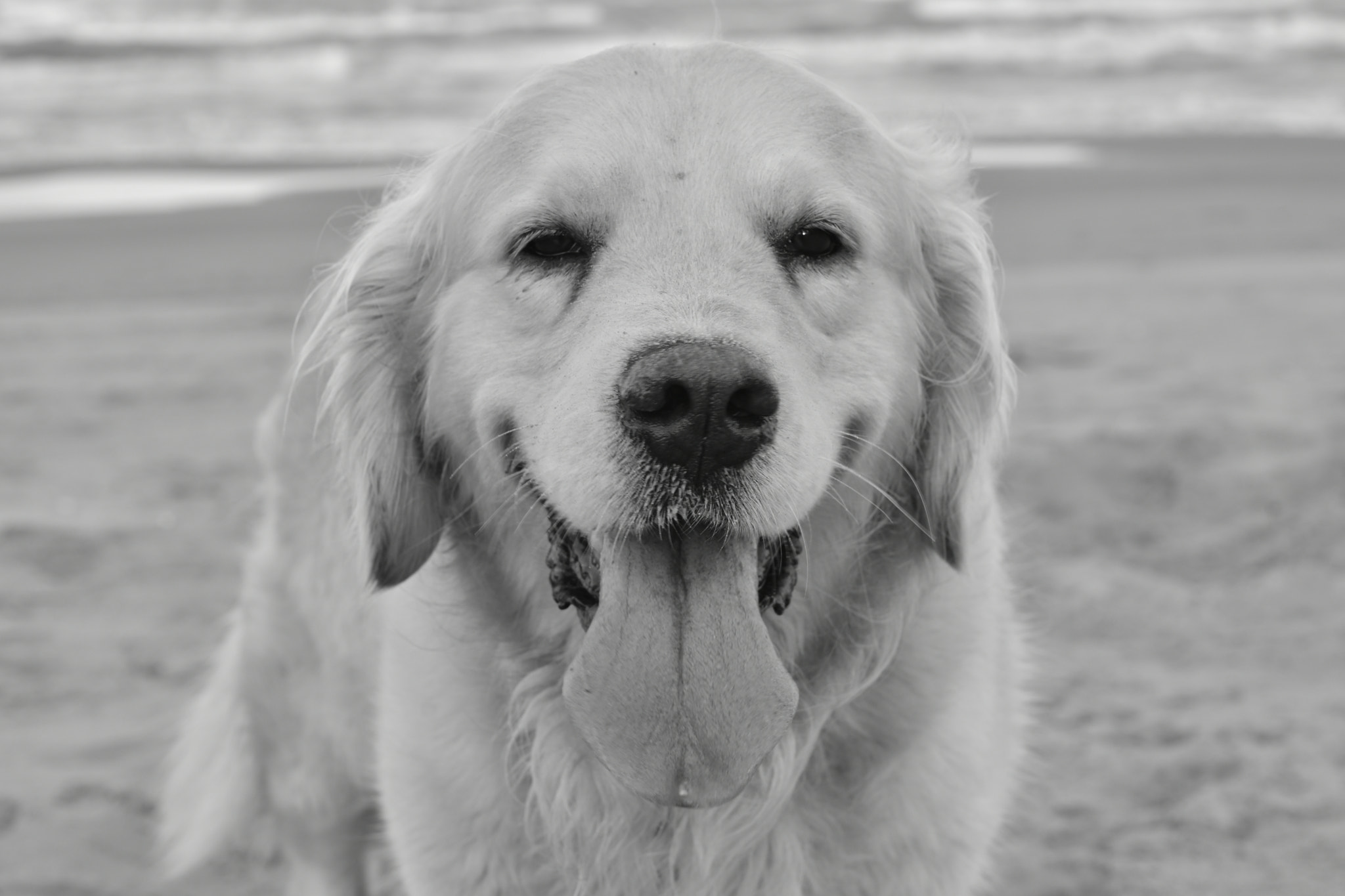 Nikon AF-S Micro-Nikkor 60mm F2.8G ED sample photo. Willy at the beach photography