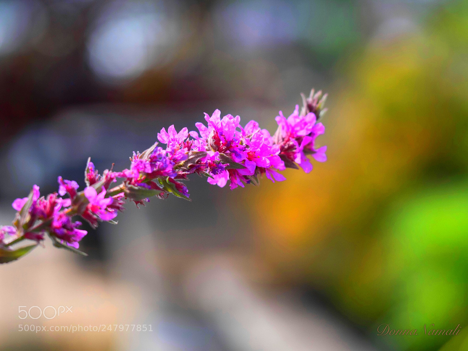 Olympus OM-D E-M1 Mark II sample photo. Elegant photography
