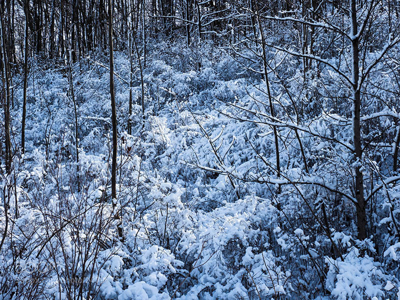 Olympus OM-D E-M1 Mark II sample photo. New snow photography
