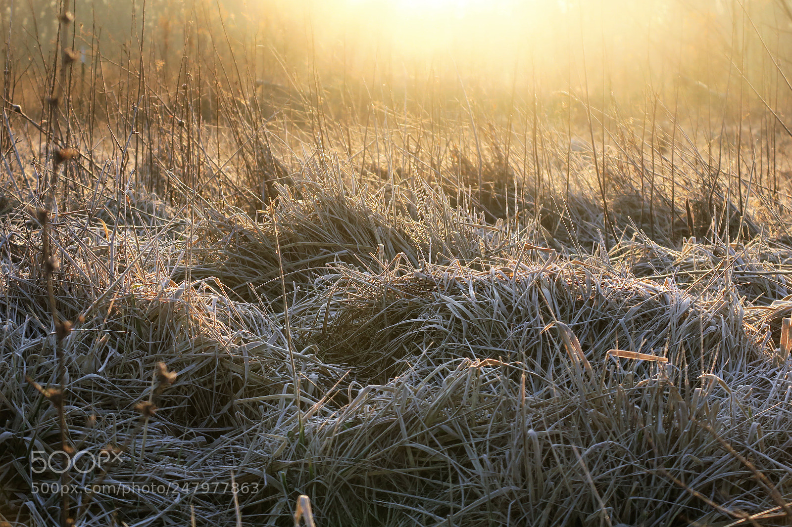 Canon PowerShot G3 X sample photo. Golden grass photography