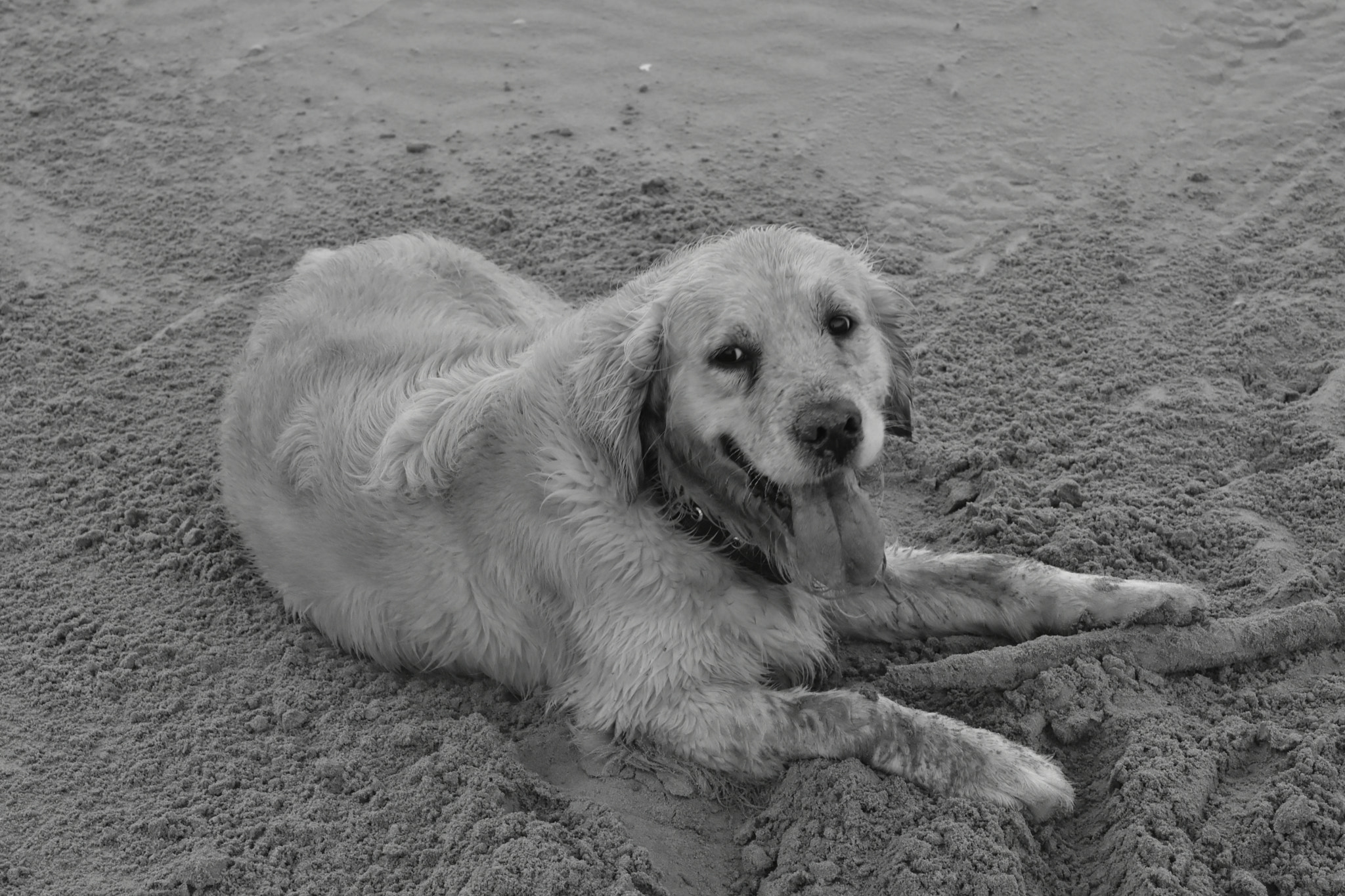 Nikon AF-S Micro-Nikkor 60mm F2.8G ED sample photo. Willy at the beach photography