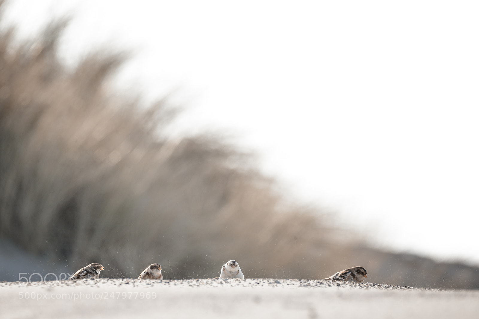 Canon EOS-1D X sample photo. • snow buntings • photography