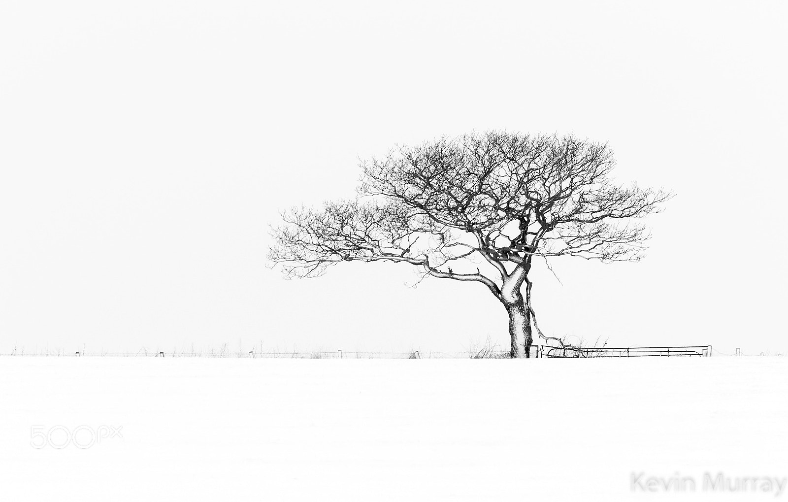 Canon EOS 7D Mark II sample photo. Tree&snow photography
