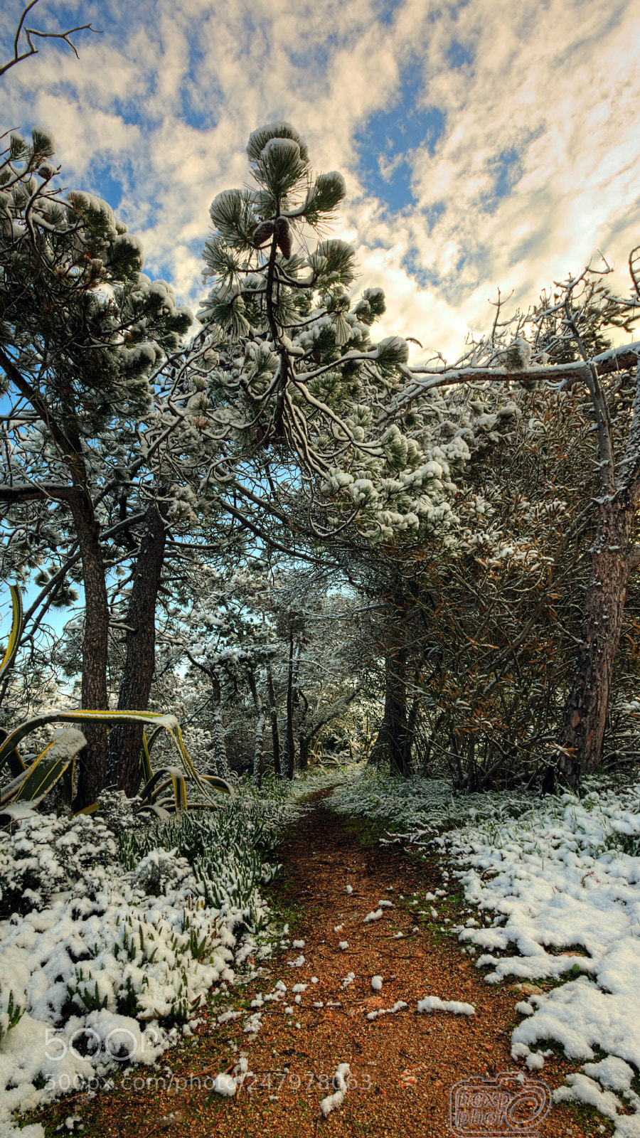 Nikon D7100 sample photo. Winter path #2 photography