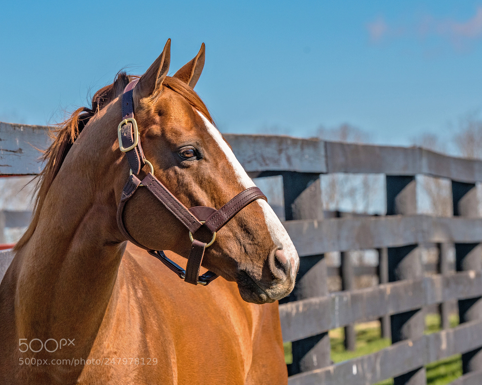 Nikon D850 sample photo. California chrome at taylor photography